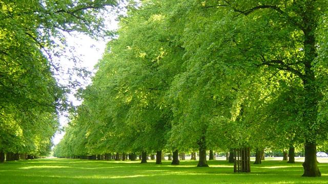 Bushy Park | VisitLondon.com