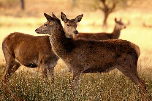 Richmond Park | Airwolfhound / CC-BY-SA-2.0 / Wikimedia Commons