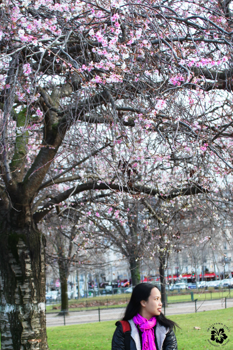 13_VR_under a cherry blossom tree in paris