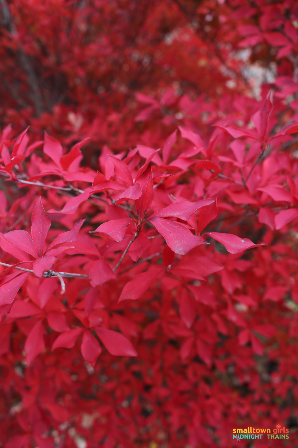 SGMT Japan Fall Foliage 01