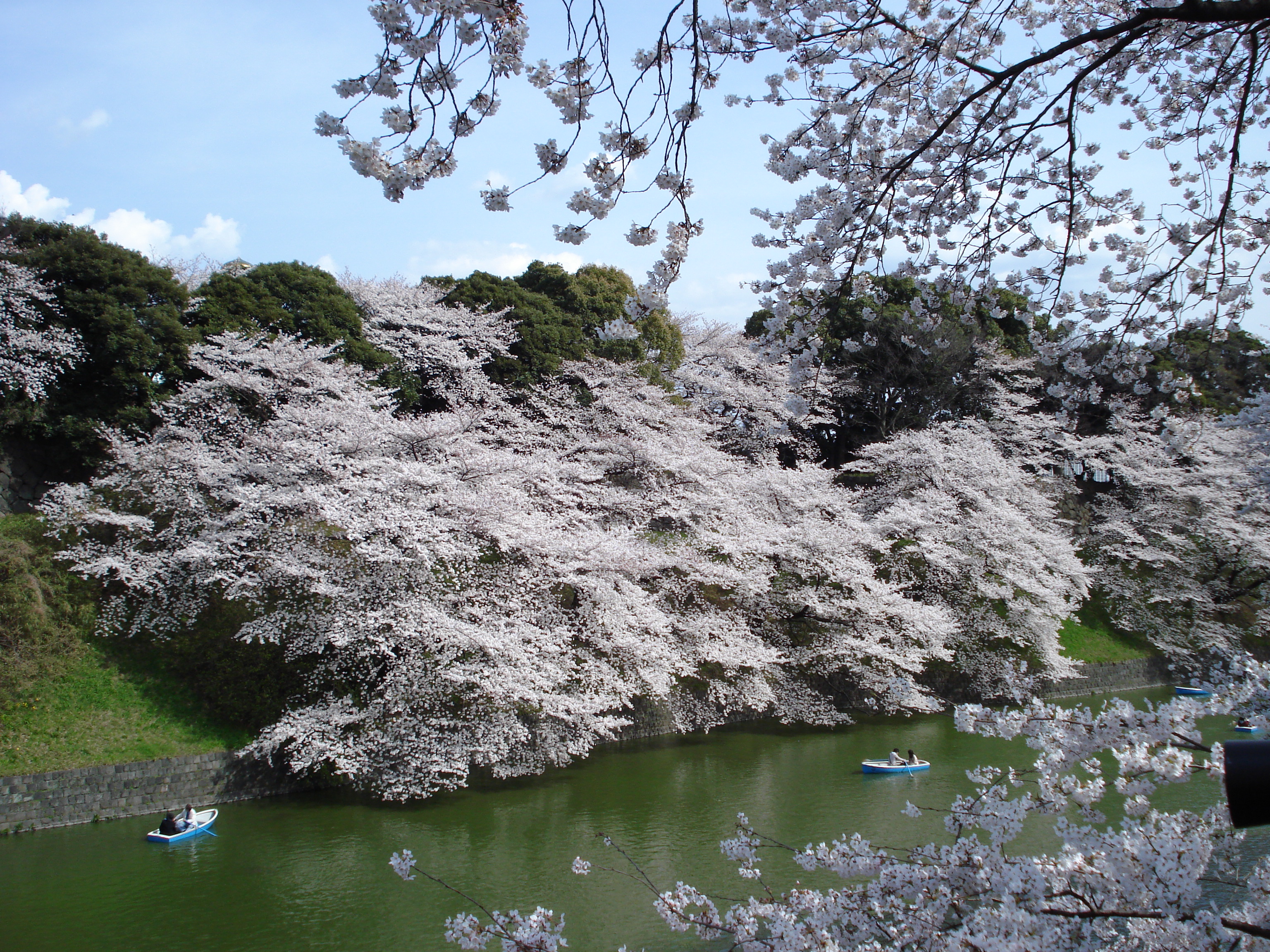 Sakura, Chidorigafuchi moat, Tokyo Imperial Palace (public domain)