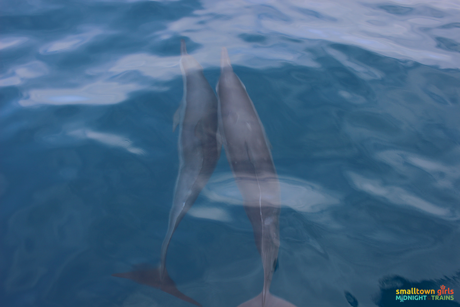 SGMT Palawan Dolphin Watching in Puerto Princesa 04