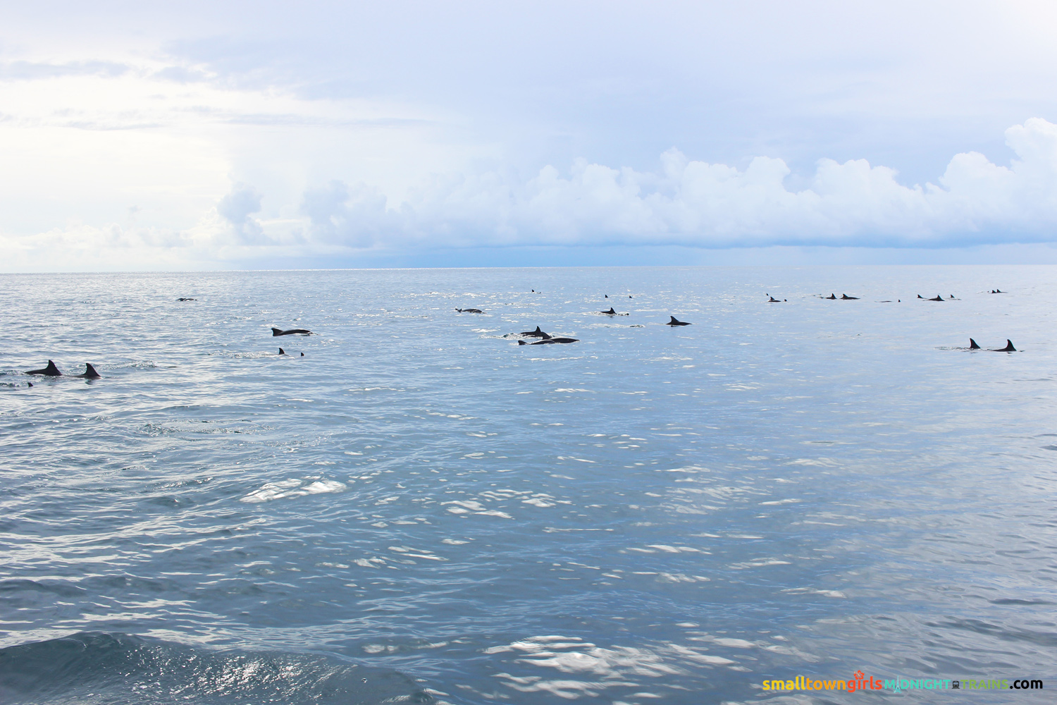 SGMT Palawan Dolphin Watching in Puerto Princesa 09