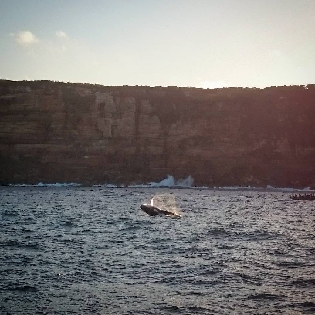 Whale breaching | Whale watching in Sydney | Photo by Lei Solera