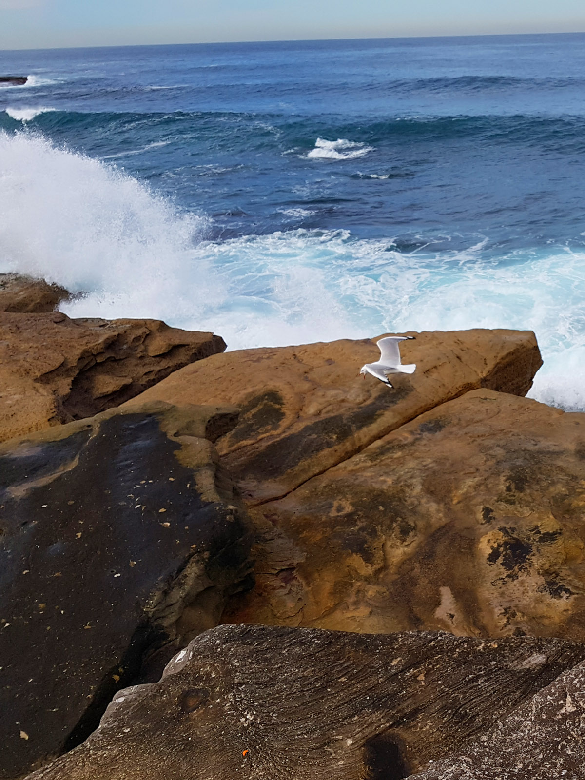 SGMT Australia Sydney_Bondi to Coogee Coastal Walk_16 Clovelly Beach Bird Flying Over Rocks and Water