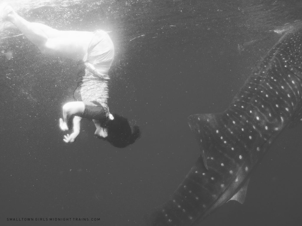 SGMT Philippines Cebu Oslob Whale Shark 01