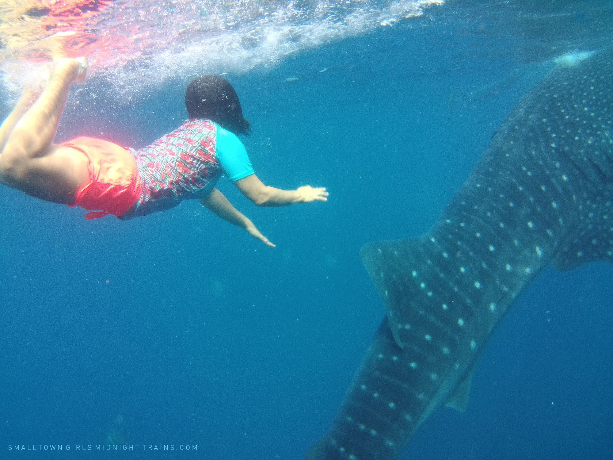 SGMT Philippines Cebu Oslob Whale Shark 05