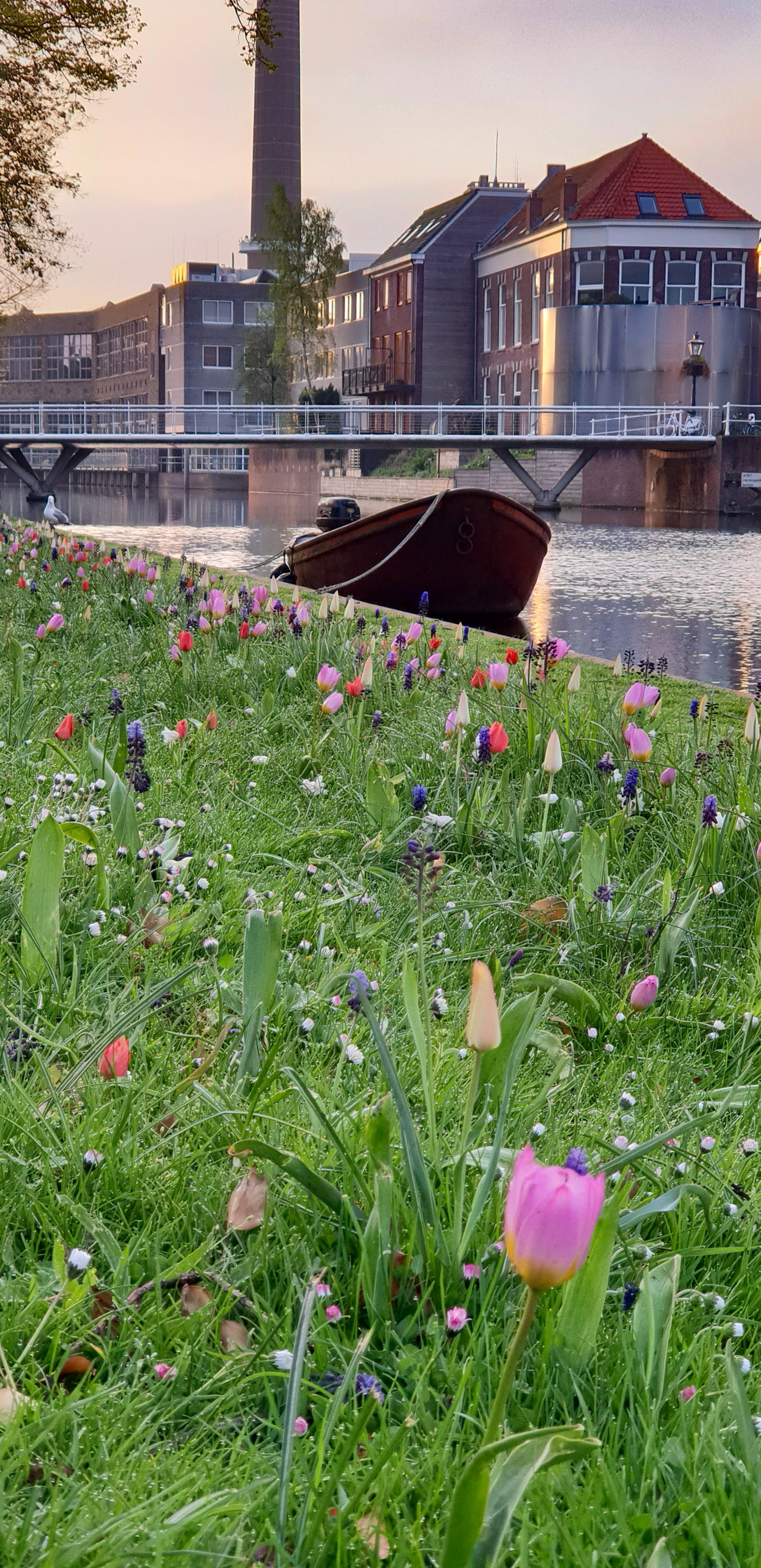 SGMT | Leiden | Tulips by the river