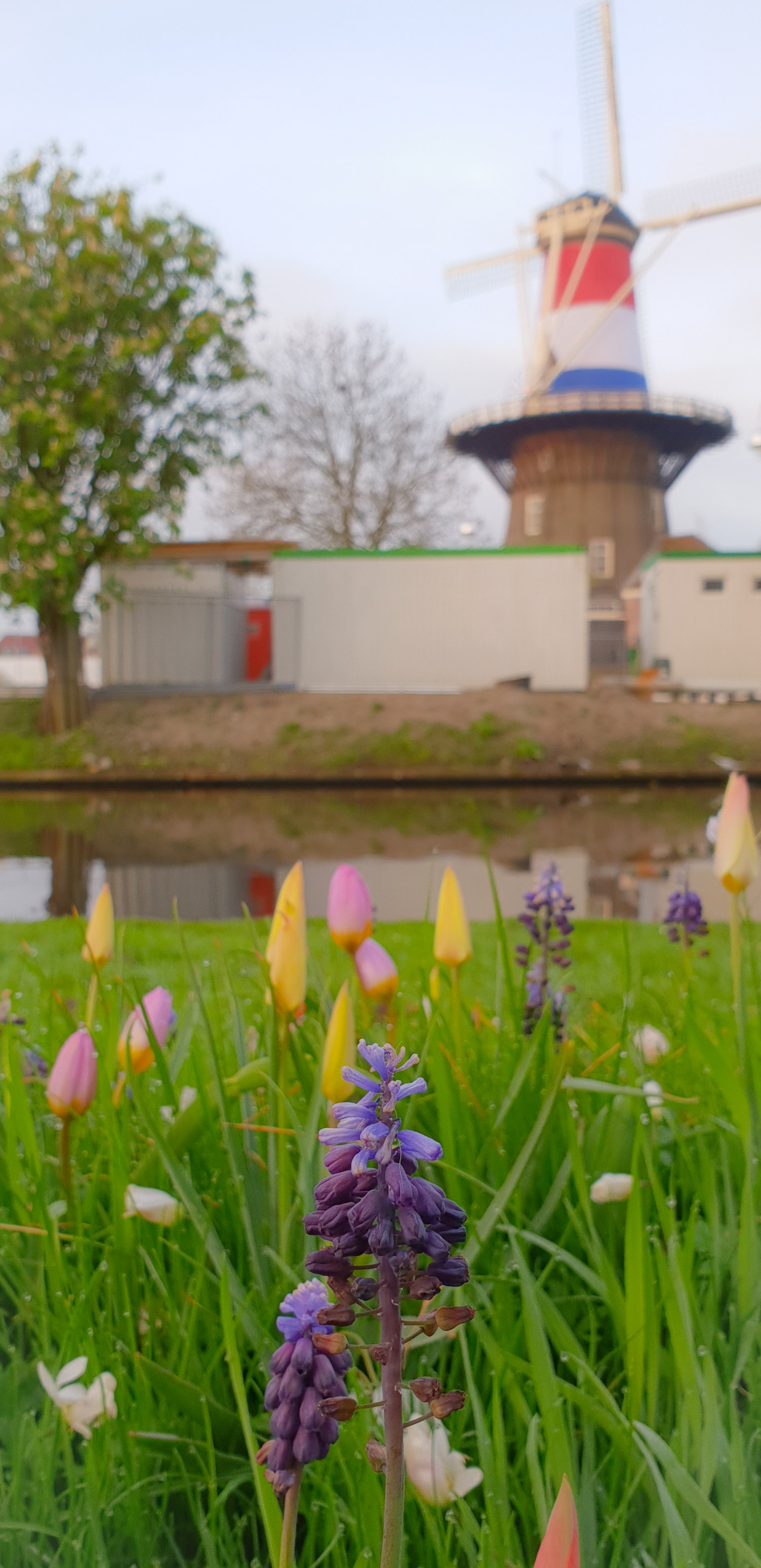 SGMT | Leiden | Tulips and windmills