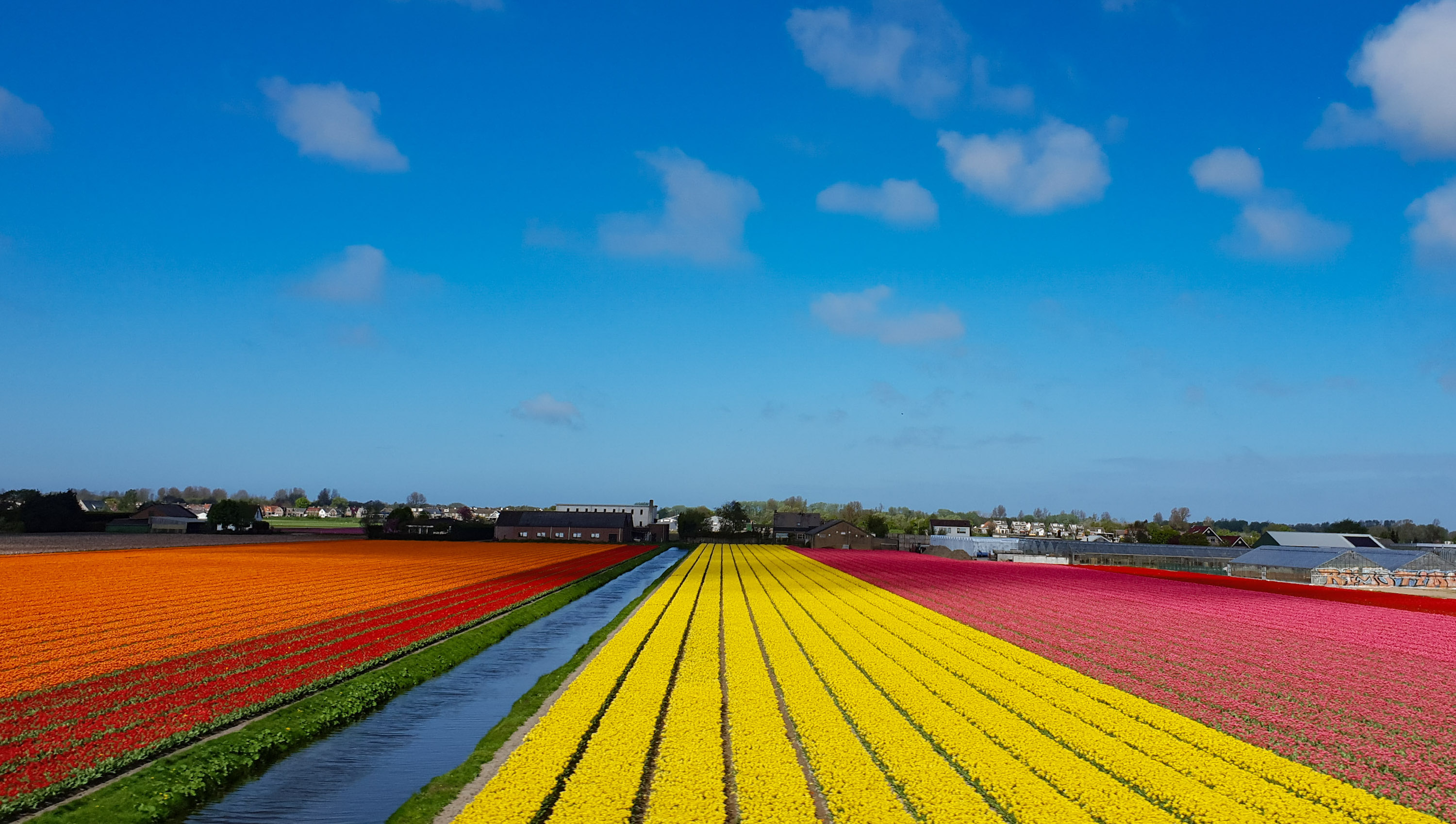 SGMT | Train to Leiden | Tulip fields